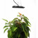 Светильник для растений Эра Фито FITO-50W-LED