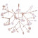Подвесная люстра Loft it Heracleum 9022-45