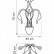 Бра Lightstar Cigno Collo 751657
