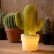 Настольная лампа декоративная Lucide Cactus 13513/01/33